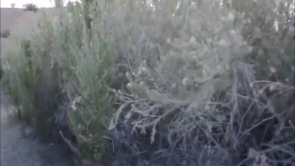 Fellation gourmande lors d'une balade dans les dunes