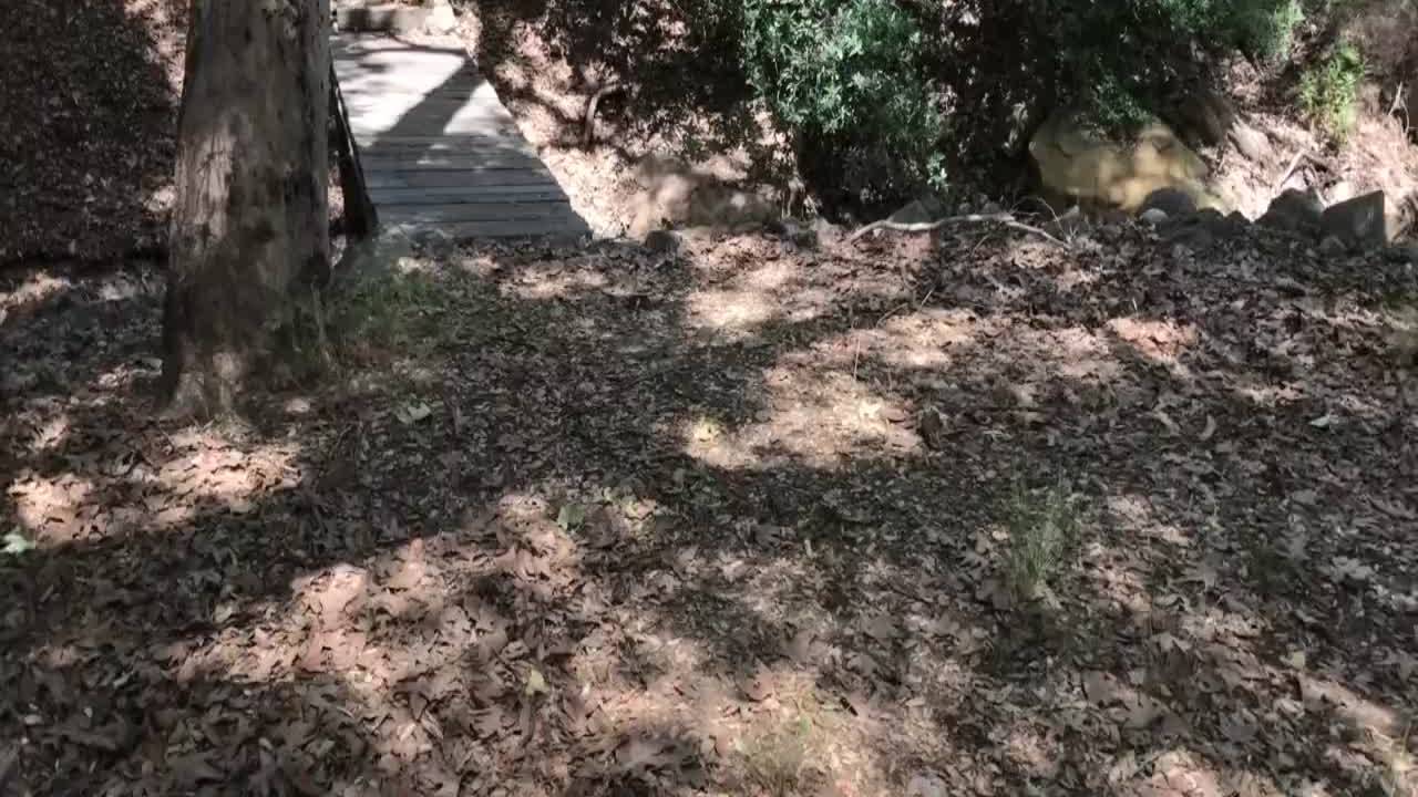 Baise illégitime derrière un arbre